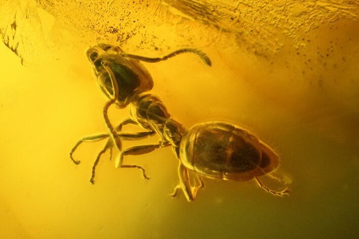 Detailed Fossil Ant (Formicidae) & Flies (Diptera) In Baltic Amber #128313